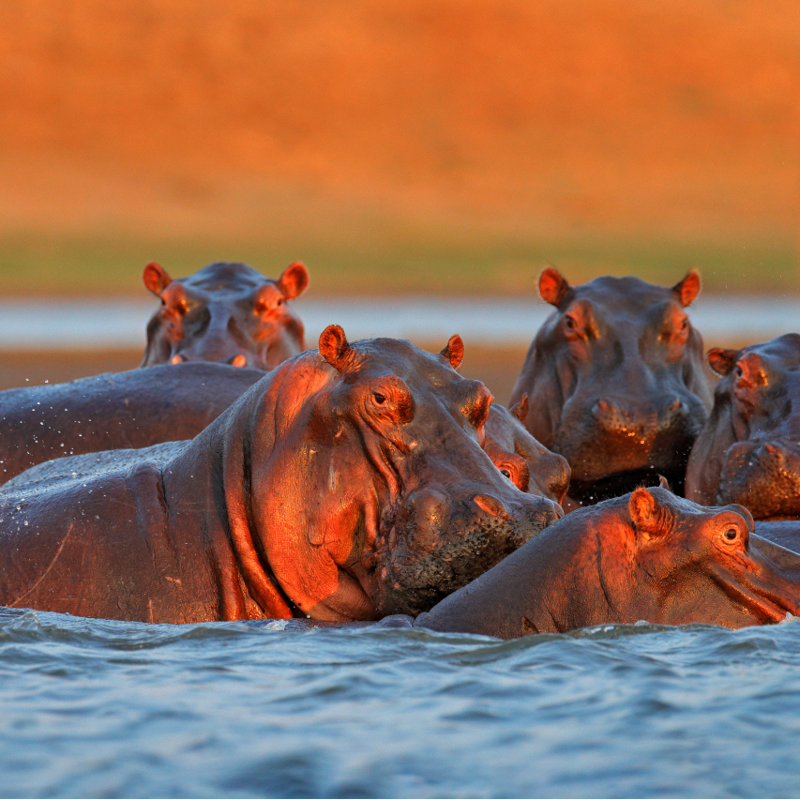 ¿Por qué los hipopótamos sudan de color rosa?