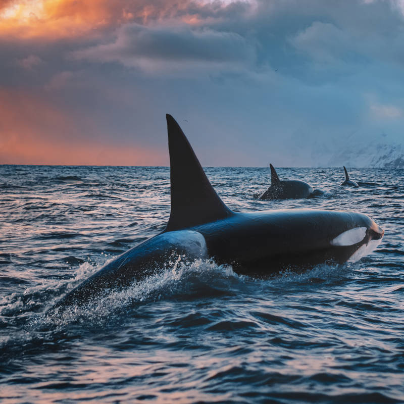 Está demostrado: las orcas son animales muy inteligentes