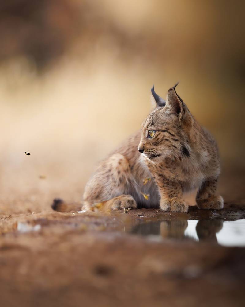 5 animales salvados de la extinción por los seres humanos