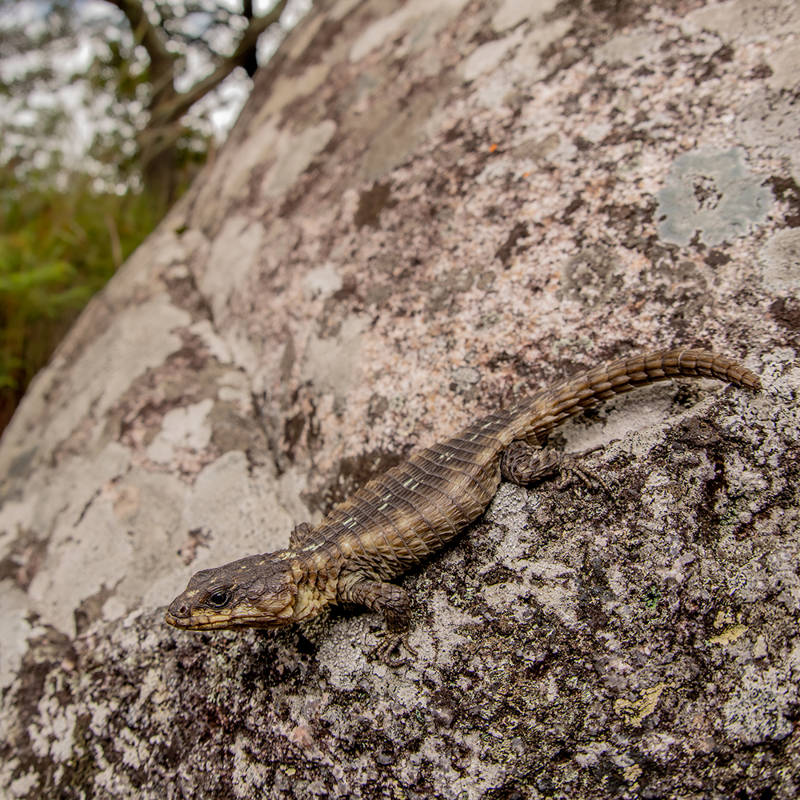 Redescubren una especie de lagarto armadillo desaparecida hace más de 100 años