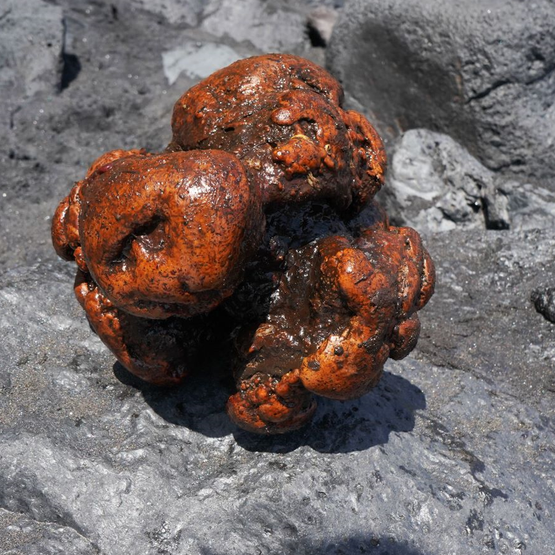 Esta piedra de ámbar mató a un cachalote y que podría valer más de medio millón de euros