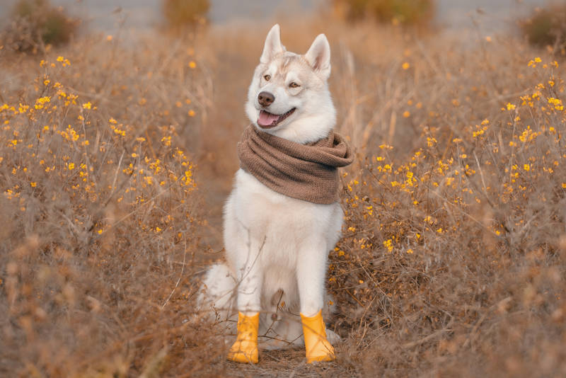 es peligroso inhalar orina de perro