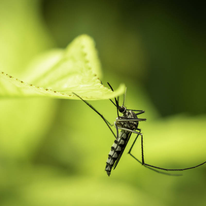 Todo lo que necesitas saber para sobrevivir a los mosquitos este verano