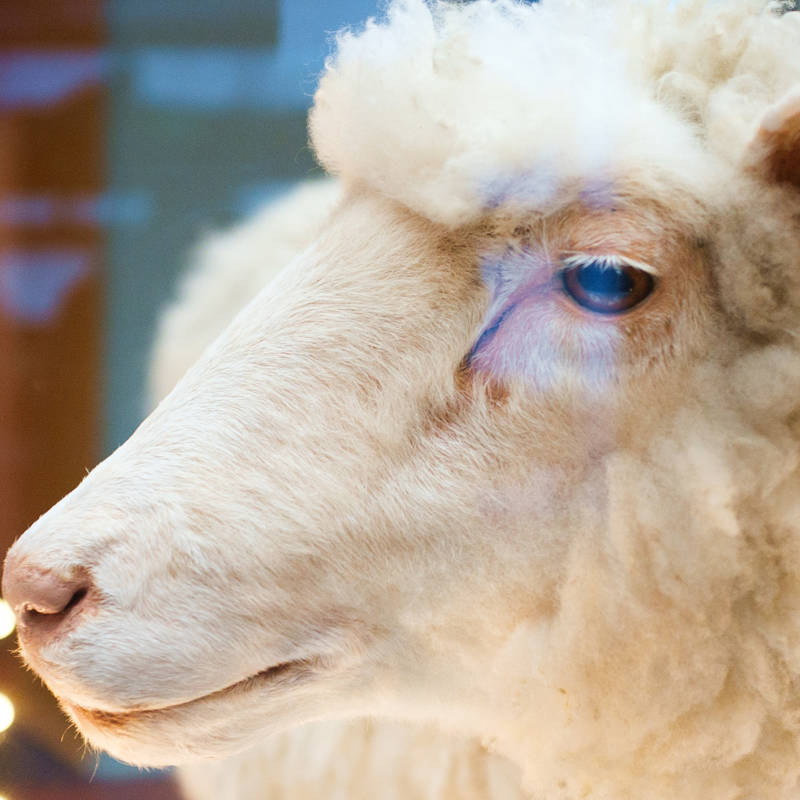La oveja Dolly, el primer éxito de clonación en mamíferos