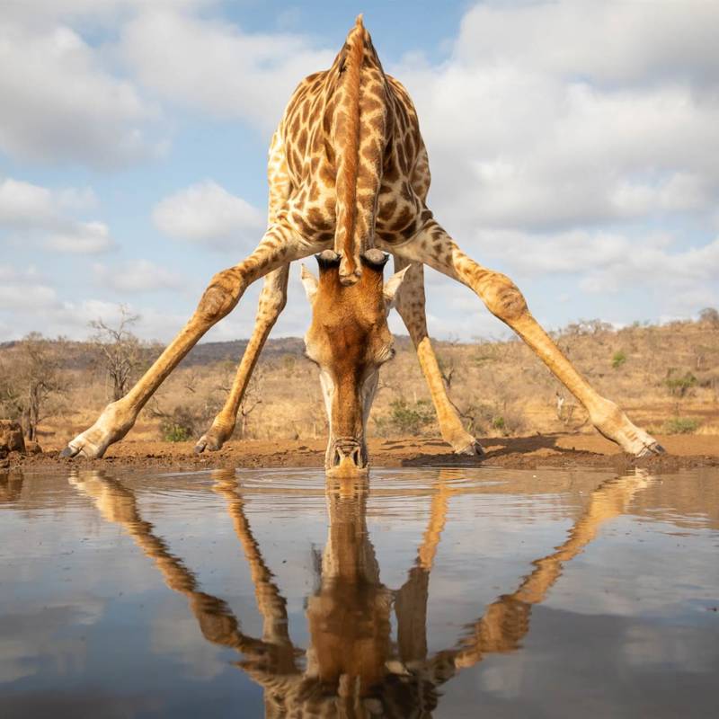 ¿Cuánto sabes sobre las jirafas?