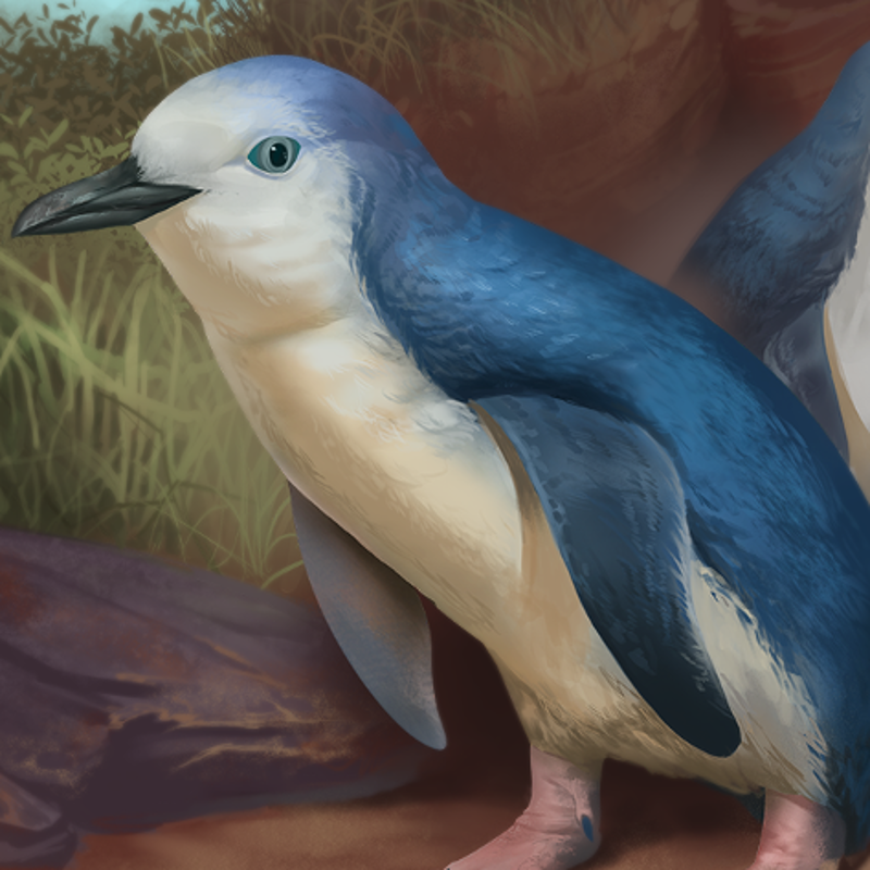 Descubierto un ancestro “ridículamente adorable” de los pingüinos enanos