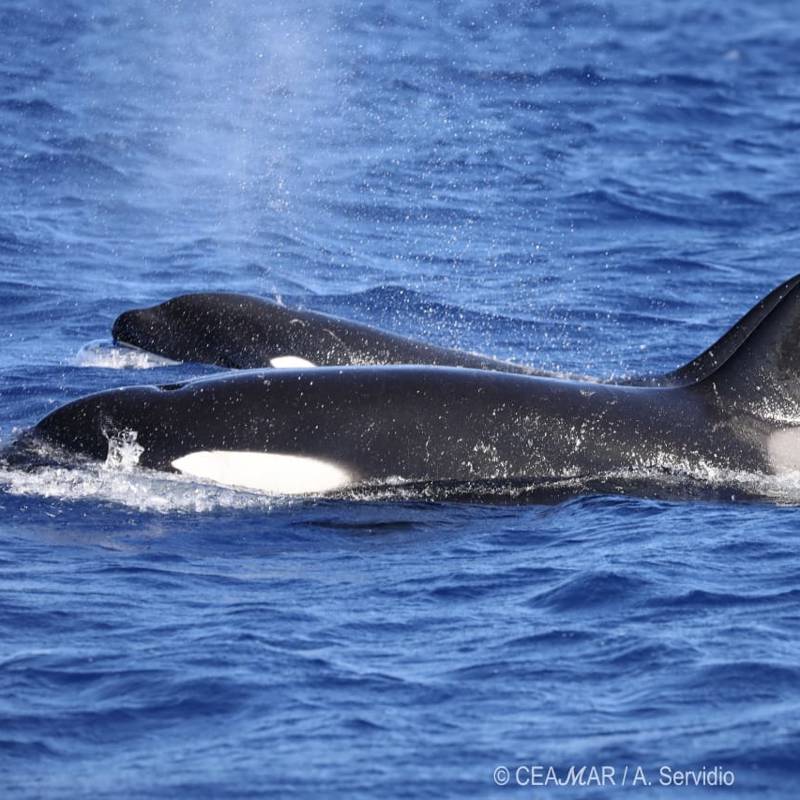 Fascinación por los cetáceos: así han sido los avistamientos inusuales en las costas españolas