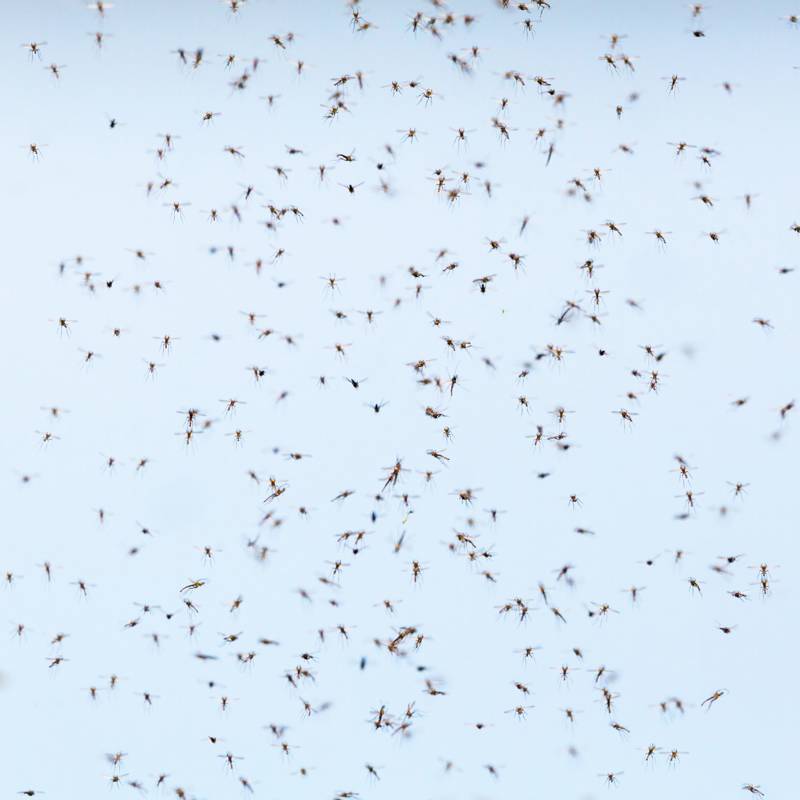 Mosquitos peligrosos: cómo distinguirlos y qué hacer en caso de picadura