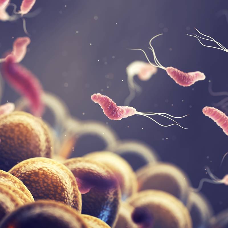 Helicobácter y SIBO: ¿en qué consisten estas enfermedades digestivas?