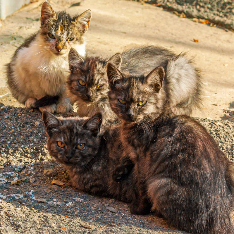 Un nuevo brote de coronavirus felino deja miles de gatos muertos