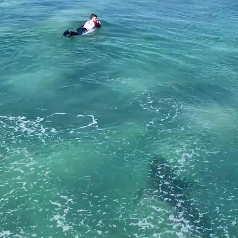 Imágenes impactantes: un tiburón nadando cerca de unos surfistas