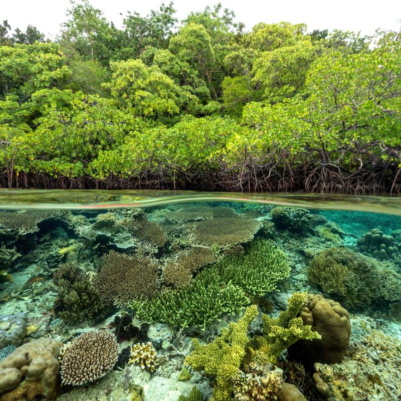 Manglares costeros: el poder del carbono azul en la lucha contra el cambio climático