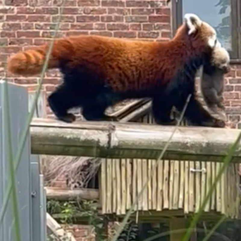 El nacimiento de un panda rojo da esperanza a esta especie en peligro