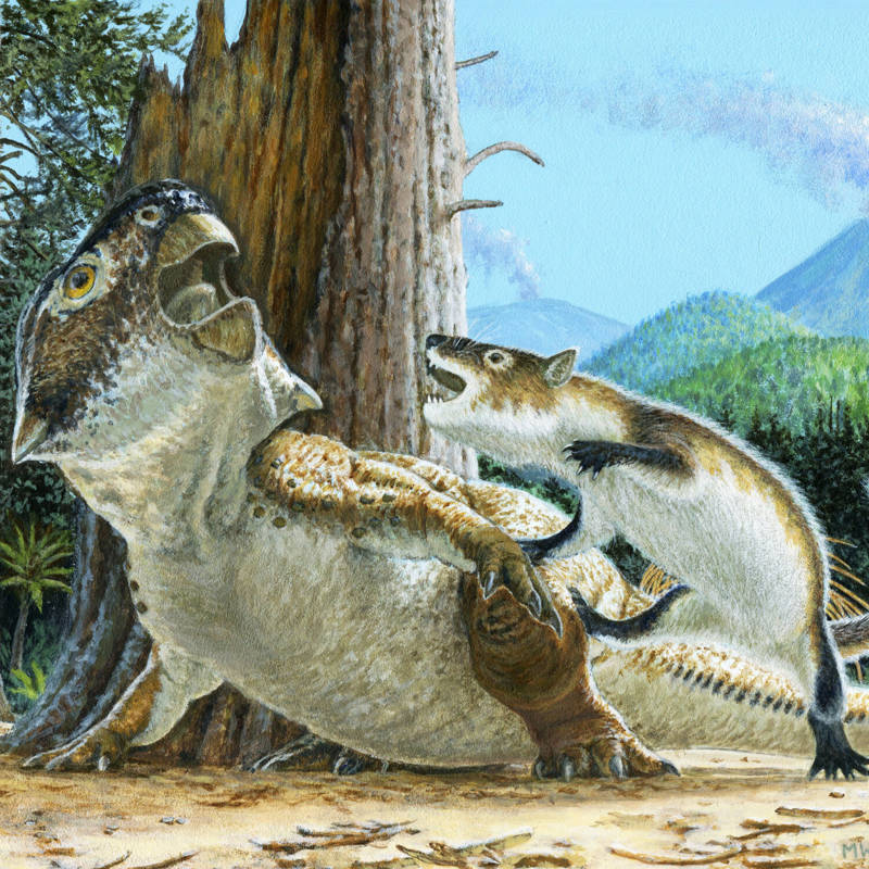 Un asombroso fósil muestra la inesperada rivalidad entre dinosaurios y mamíferos