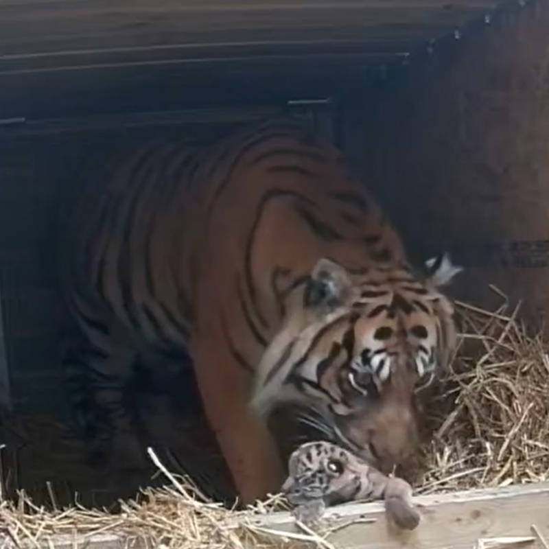 Nace una cría de tigre de Sumatra, una especie con solo 400 ejemplares en libertad