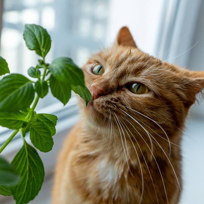 La curiosidad sí podría matar al gato, y algunas plantas domésticas también