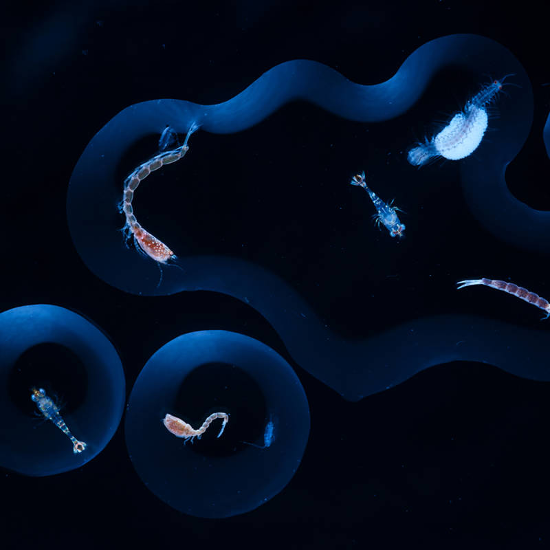 Zooplancton