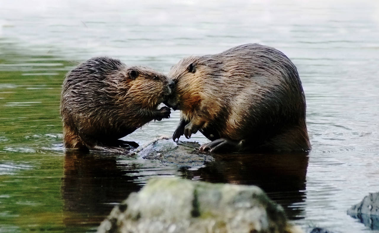 Amor o supervivencia? El mito de la monogamia en el reino animal