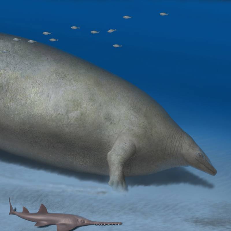 Descubren nueva especie de ballena gigante: ¿El animal más grande de todos los tiempos?