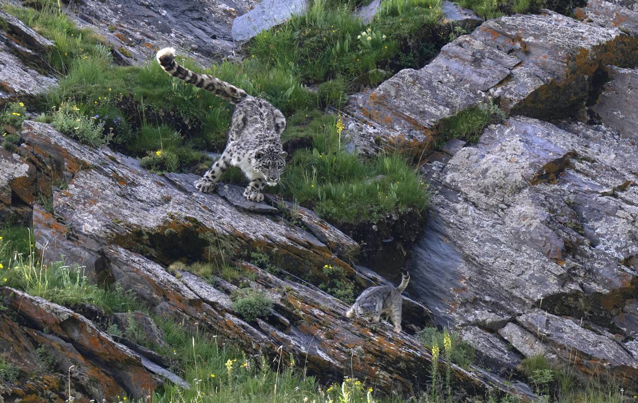 El leopardo y el manul