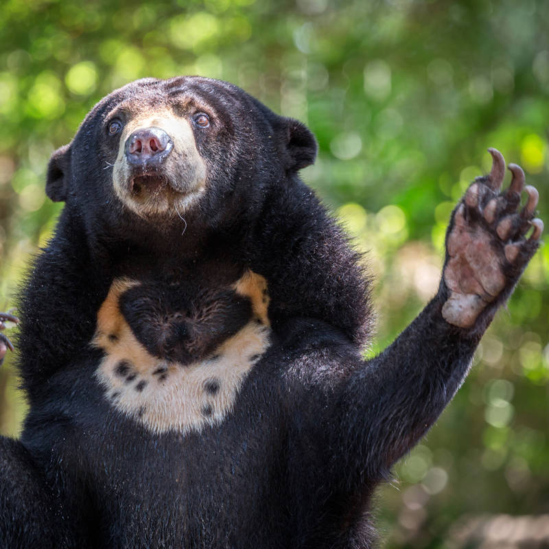 El oso malayo, el peculiar oso que puede caminar sobre dos patas y saludar