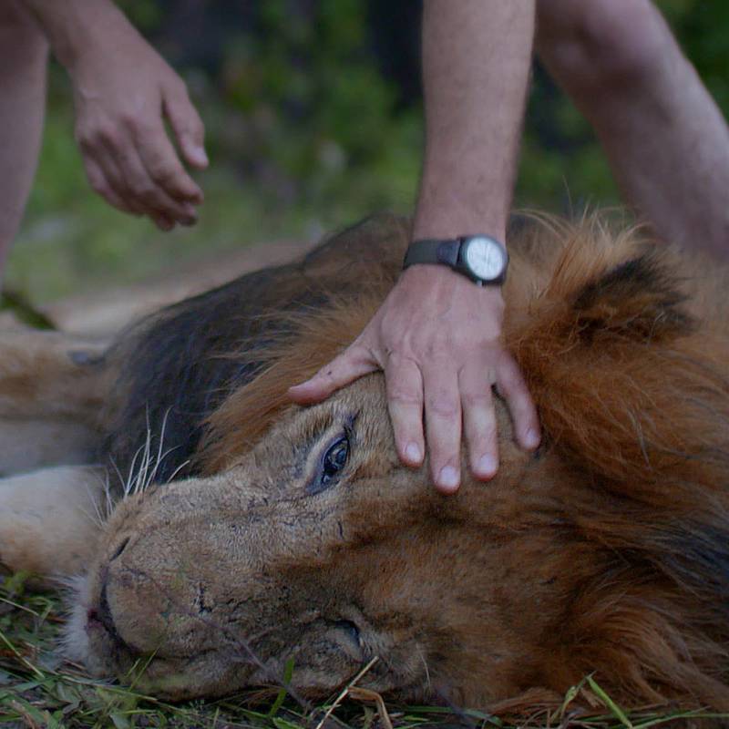 Caza de leones, un mercado cruel liderado por España
