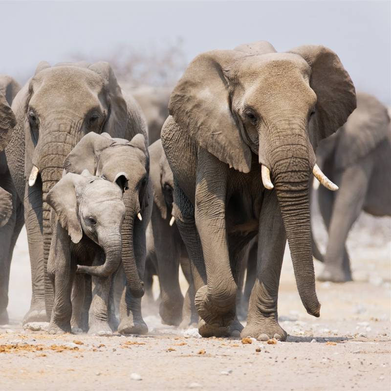 El asombroso estilo de vida de los elefantes