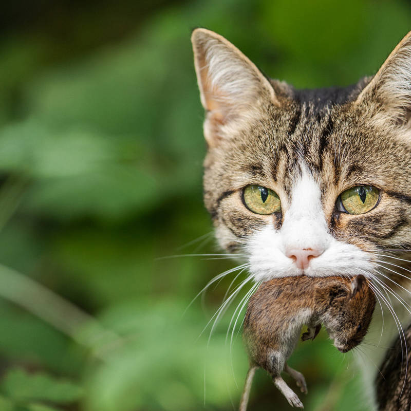 5 comportamientos típicos de los gatos y su explicación