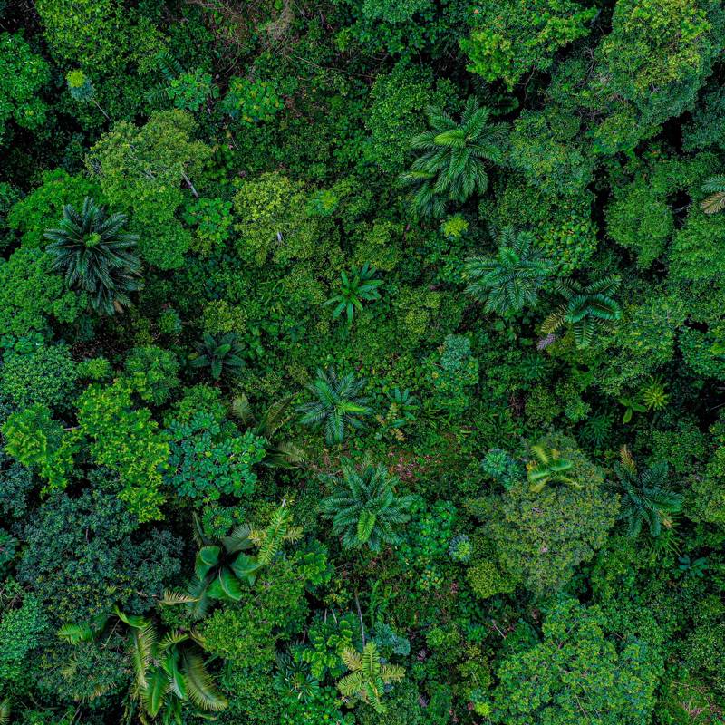 El cambio climático amenaza la fotosíntesis en los bosques tropicales 
