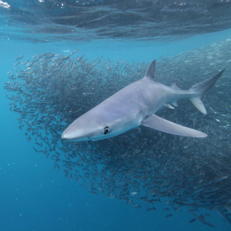 Encuentros con tiburones azules o tintoreras: ¿son peligrosos? ¿Qué hacer si te encuentras con uno?