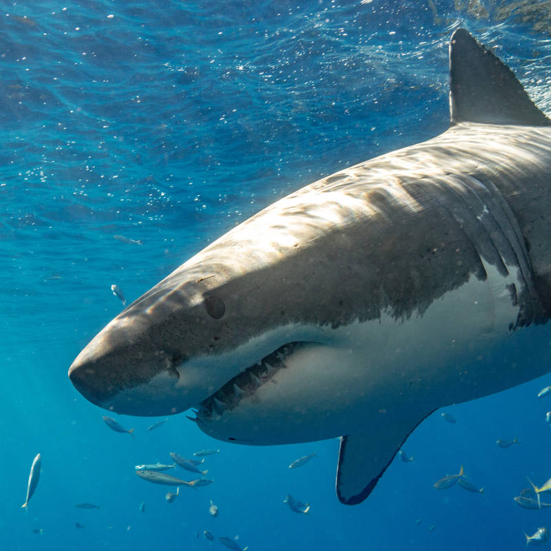 Los 5 países con más ataques de tiburones (España no está entre ellos)