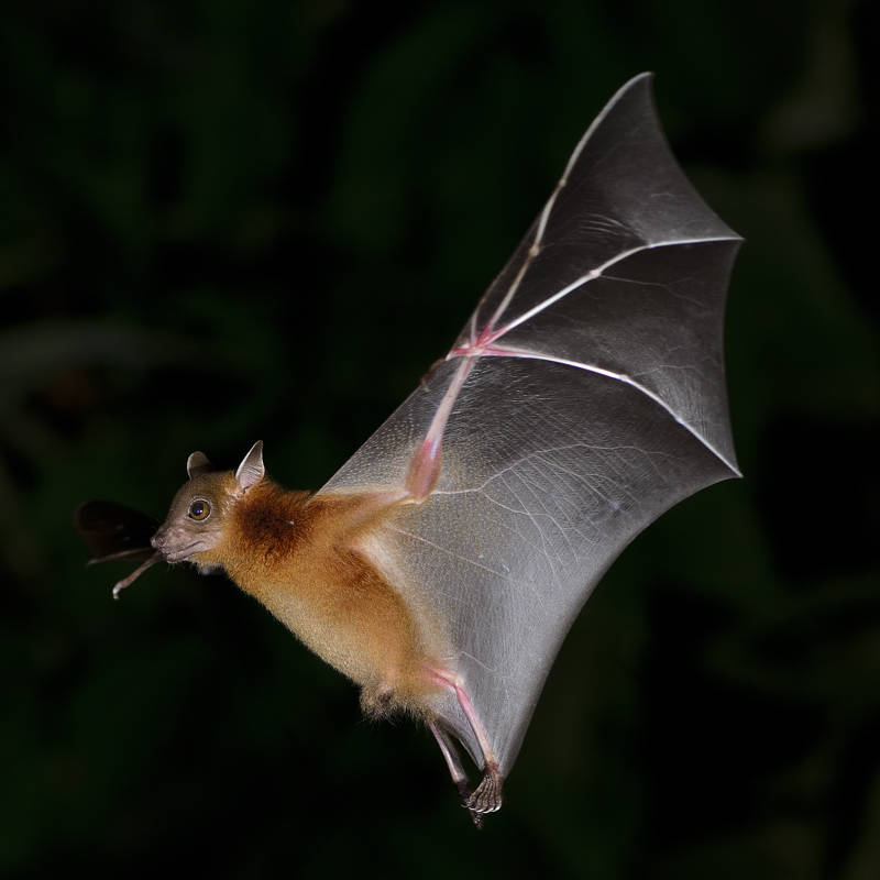 Murciélagos, un control de plagas gratuito y respetuoso con el medio ambiente