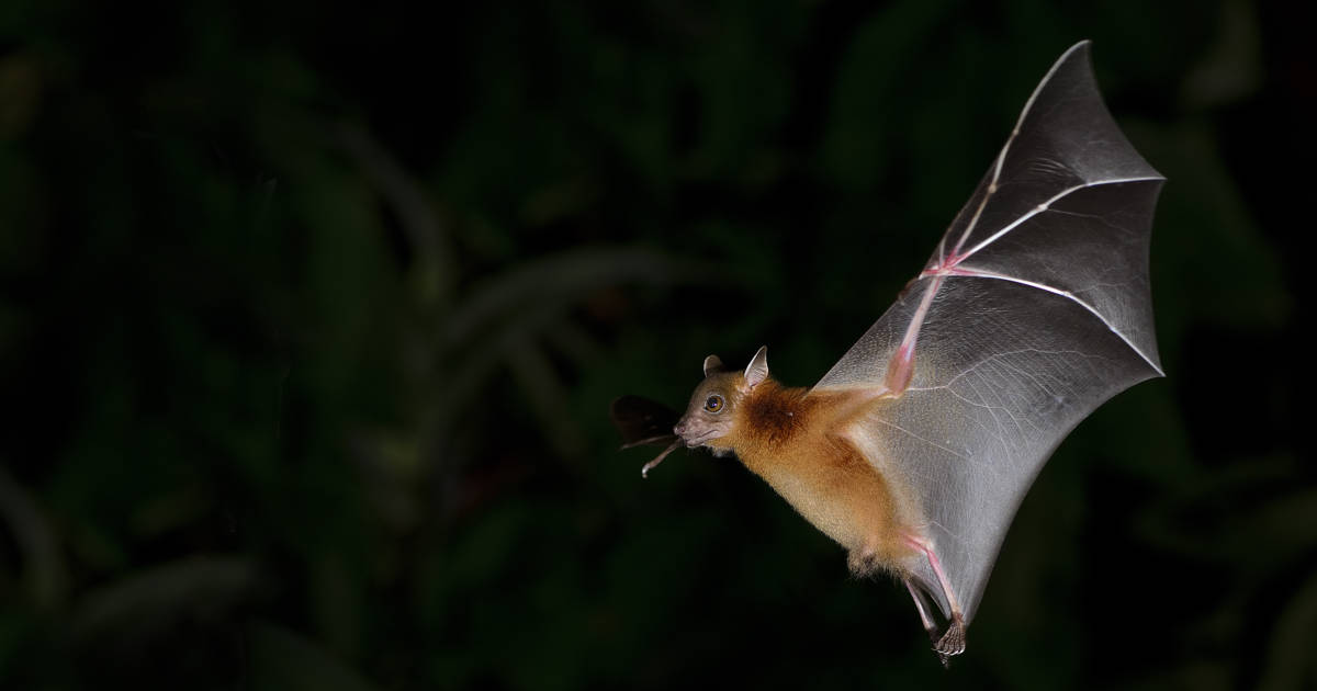 Murciélagos: cazadores de mosquitos, y de epidemias