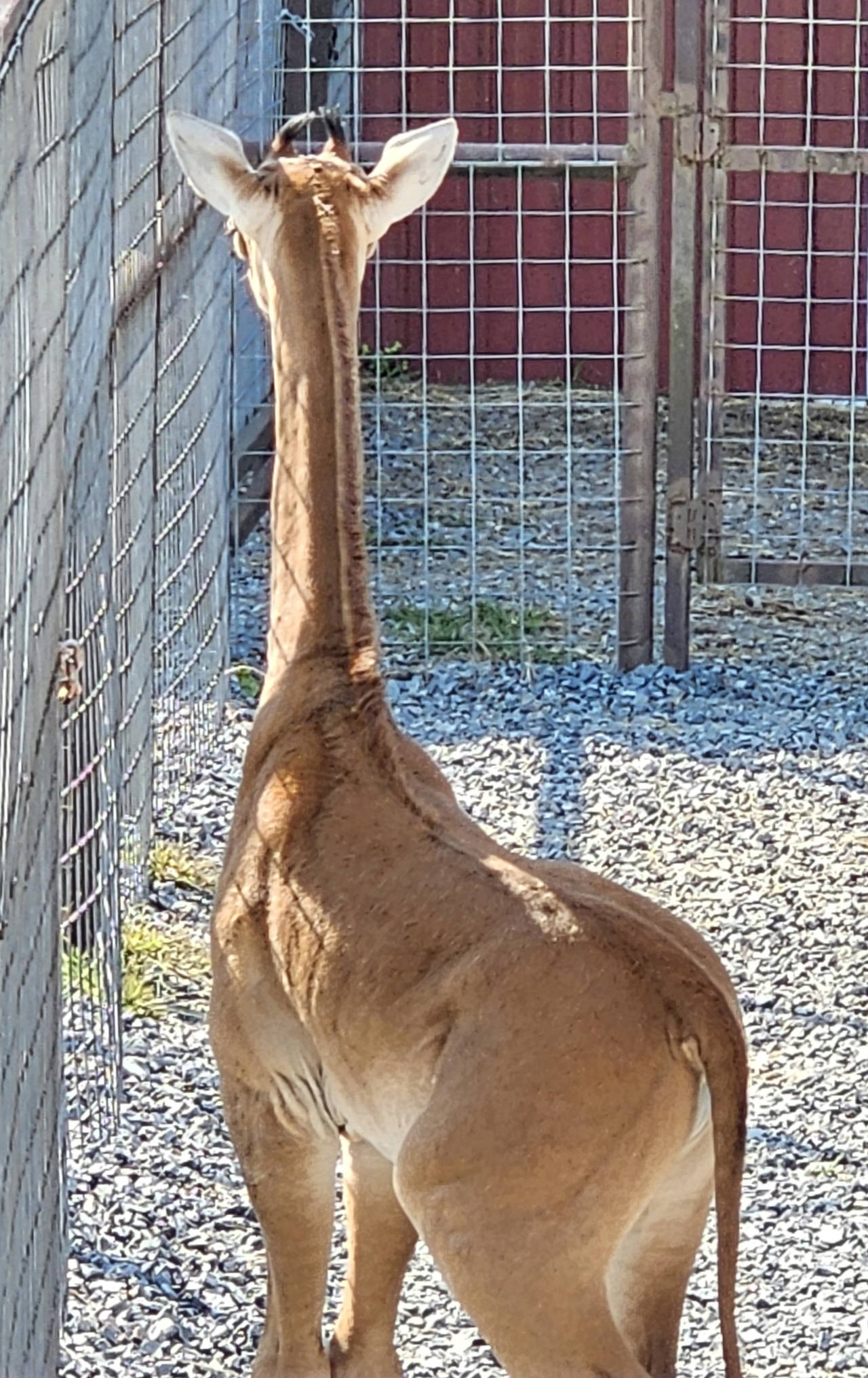 La jirafa sin manchas: única en su especie, pero integrada en la manada