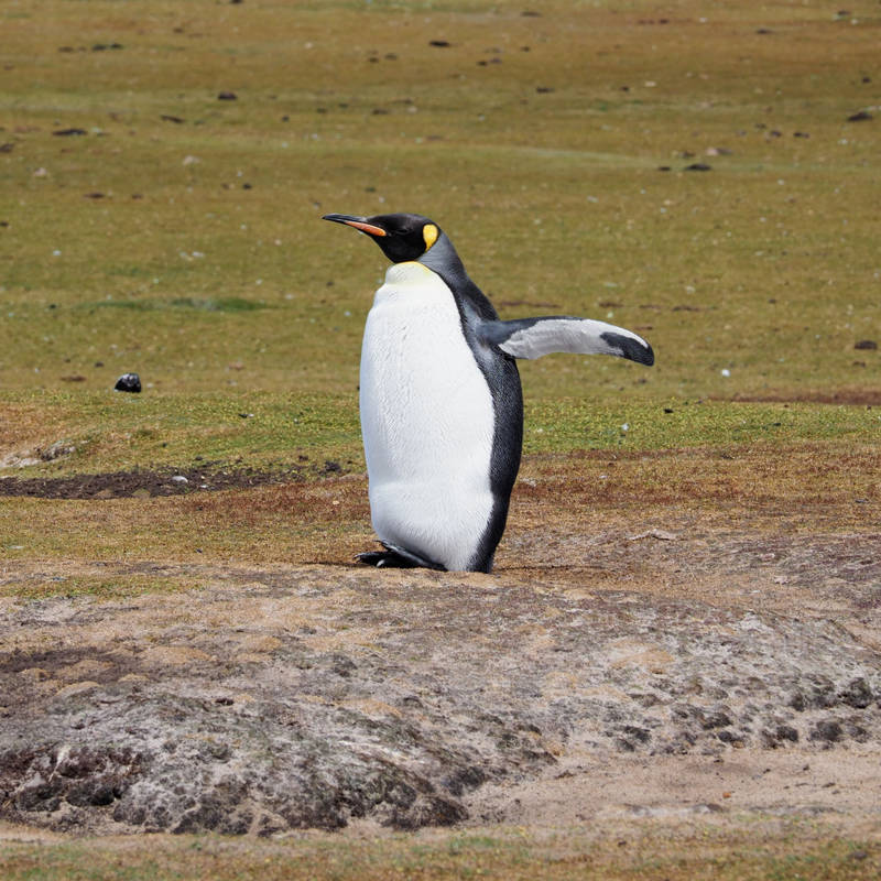 El deshielo de la Antártida, una amenaza para el pingüino emperador