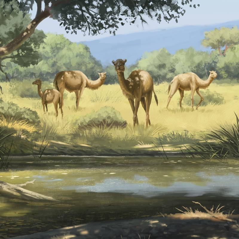 El hombre pudo causar la extinción masiva de megafauna hace miles de años