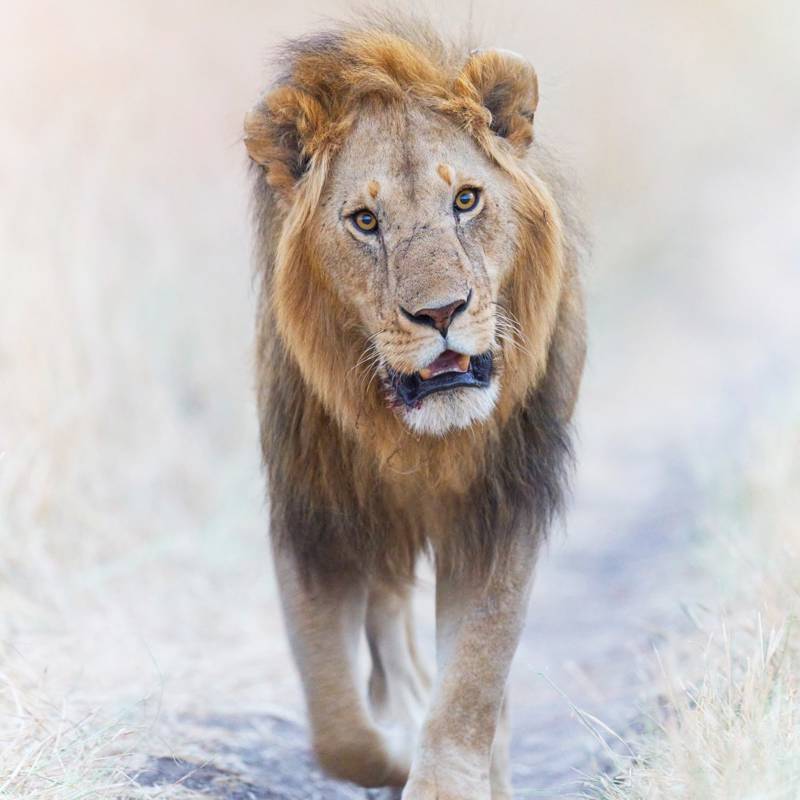 ¿Cómo fotografiar un macho de león en movimiento con poca luz?