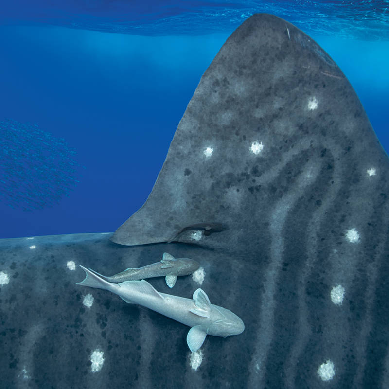 Tiburones ballena: así se reconocen y se estudian