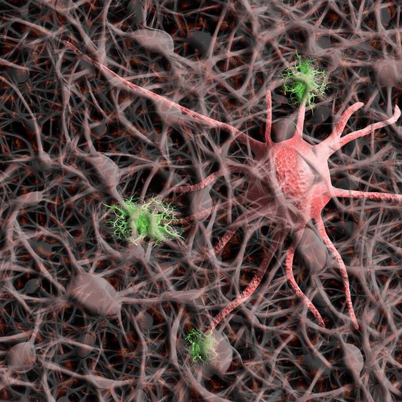 Se descubre lo que podría ser un nuevo tipo de célula en el cerebro humano