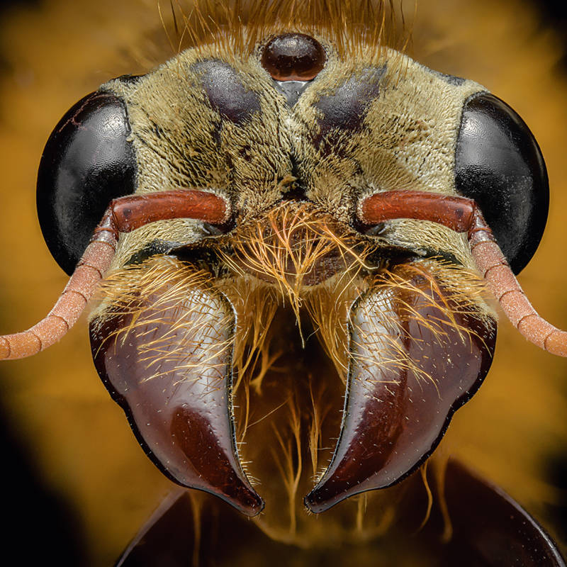 Las hormigas son aún más bellas cuando las miramos de cerca 