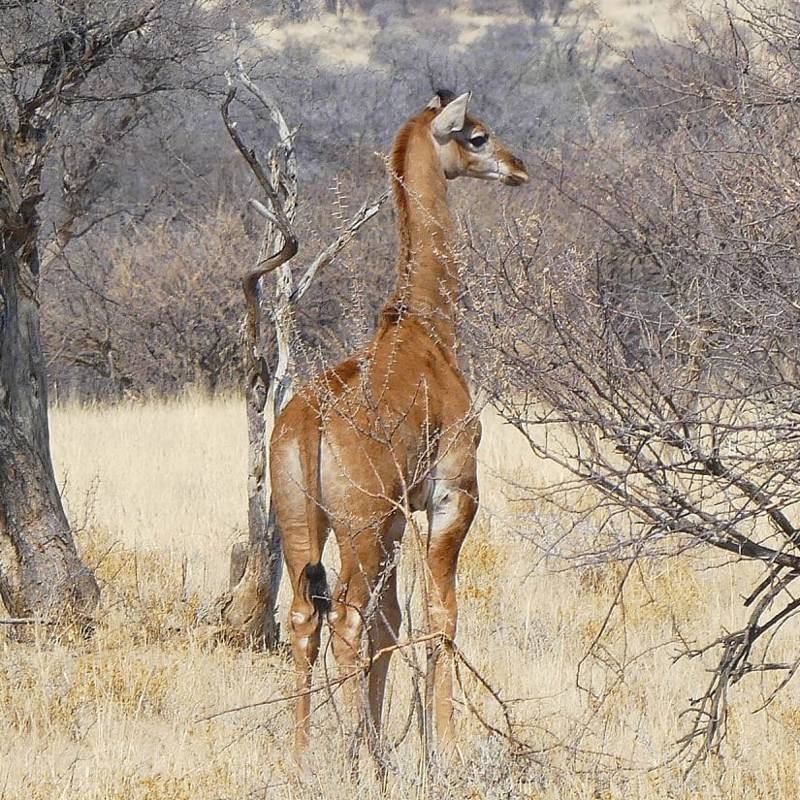 Aparece una nueva jirafa sin manchas, la primera en estado salvaje