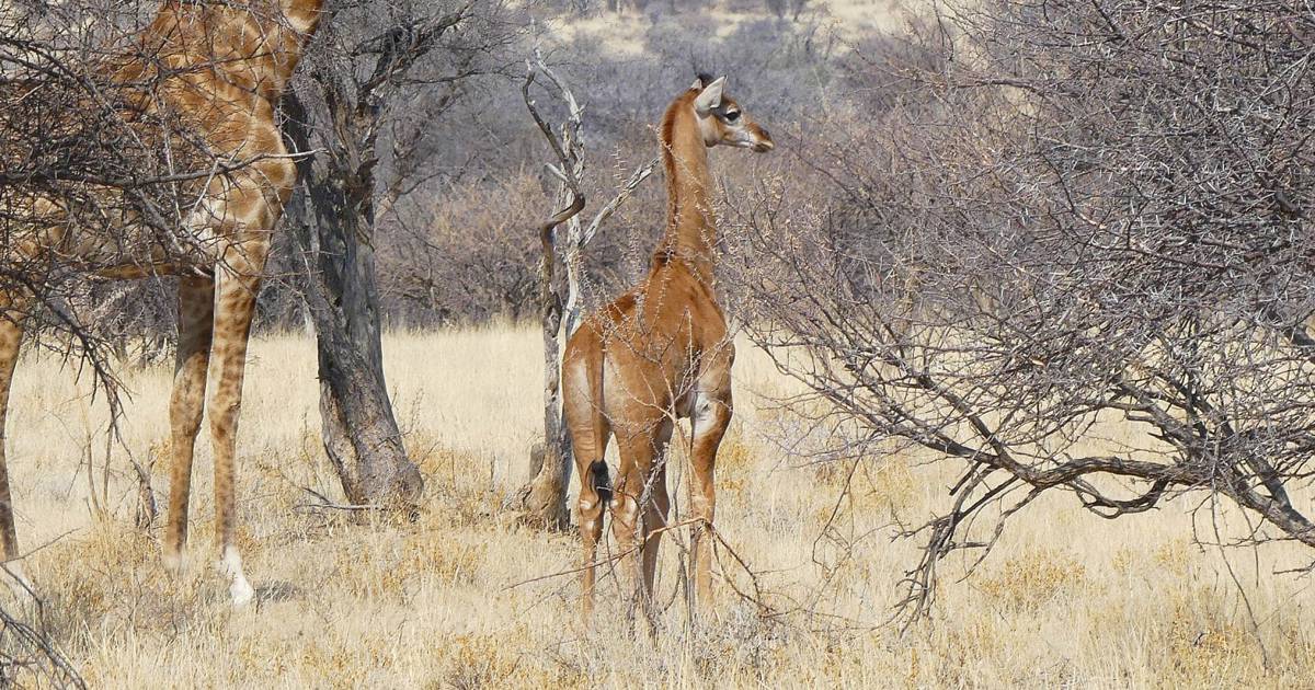 Una nueva jirafa sin manchas aparece en Namibia