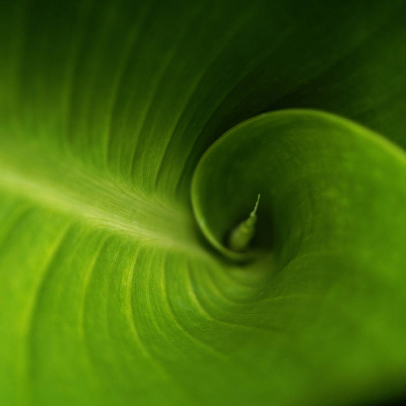 Fibonacci spiral on green leaf