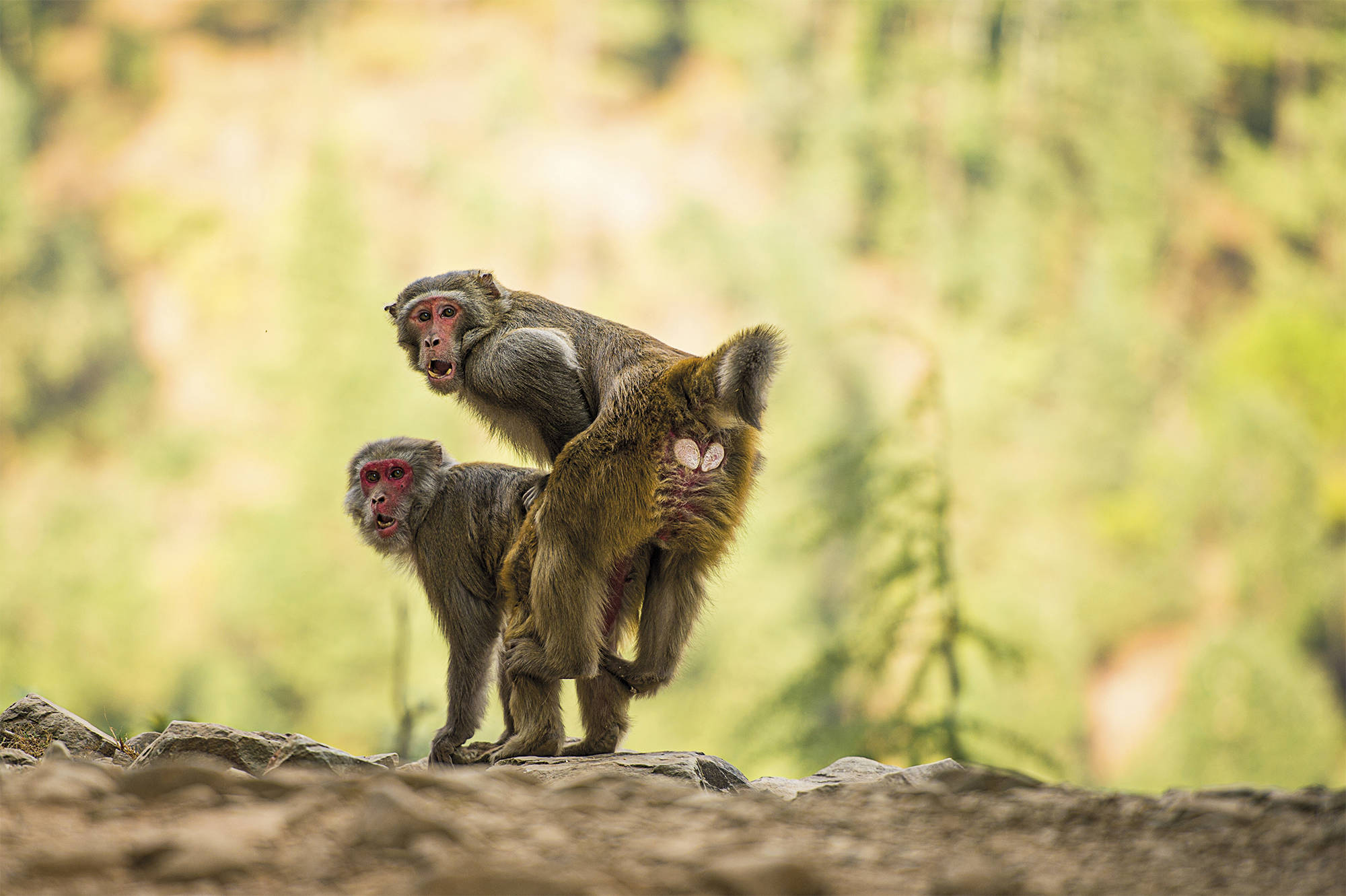 Machos de macacos Rhesus en plena cópula