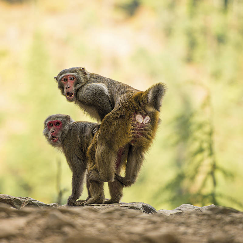 Los macacos Rhesus prefieren el sexo entre machos