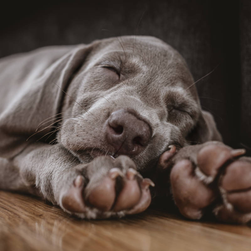 ¿Con qué sueñan los perros y por qué mueven las patas cuando duermen?
