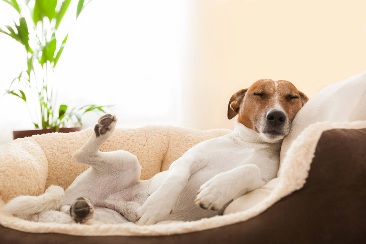 los bebes pueden dormir con los ladridos de los perros