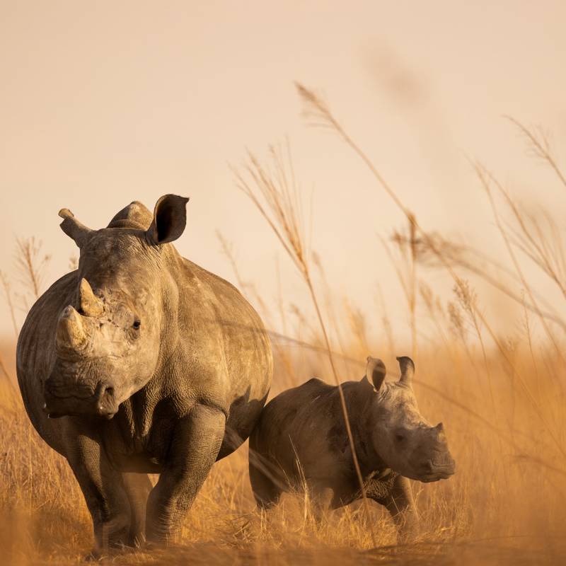 2.000 rinocerontes blancos subastados serán liberados como parte de un proyecto de repoblación
