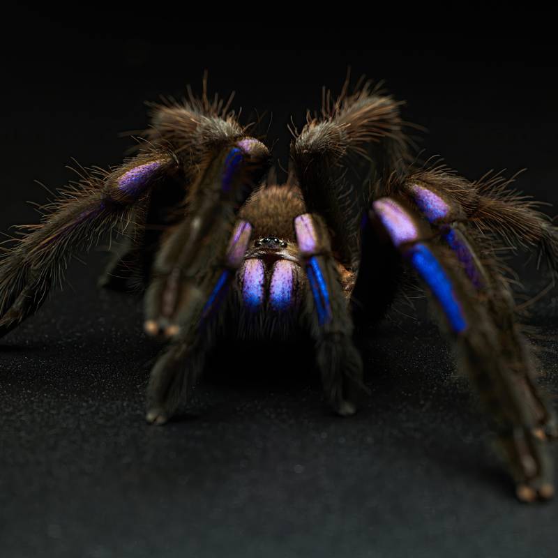 Arañas azules: ¿son tan extrañas como parecen?