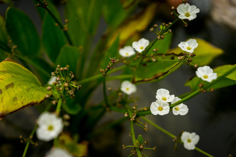 Diphylleia Grayi